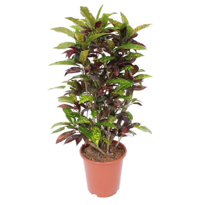 croton plant voor kantoor