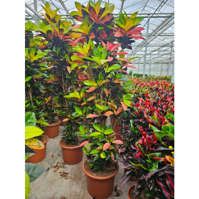 Croton Iceton