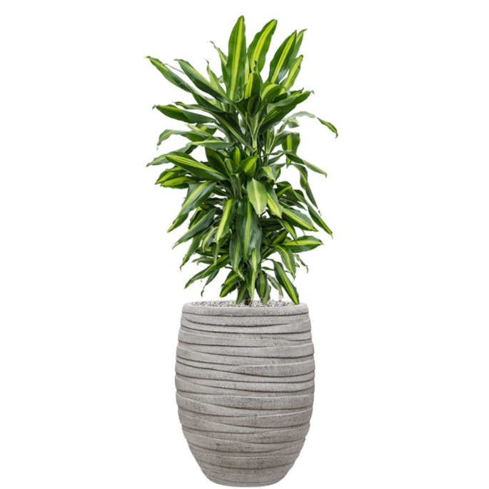 dracaena voor kantoor met pot