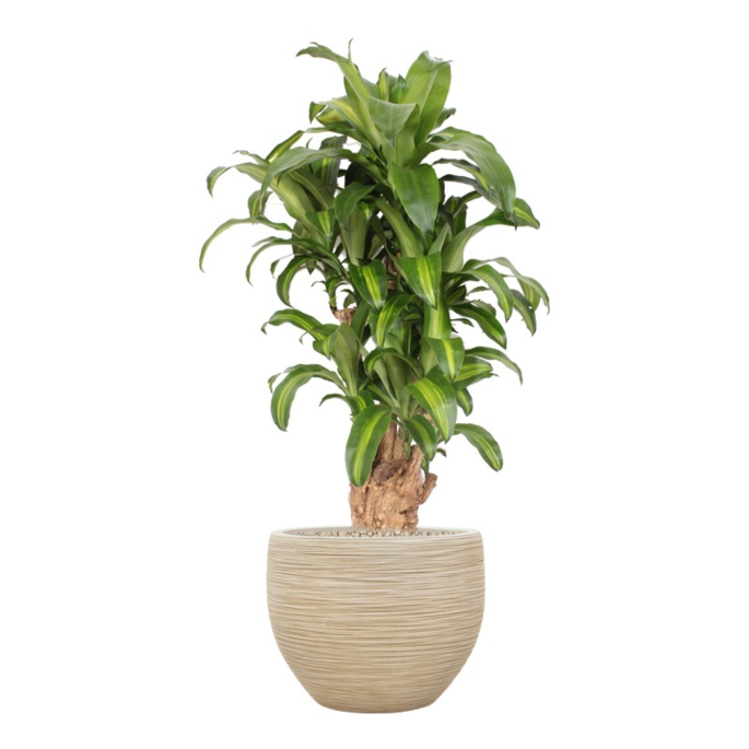 Dracaena Massangeana in beige ribbel pot