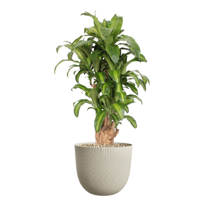 Dracaena Massangeana in plastic pot