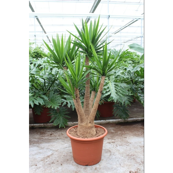 Yucca elephantipes