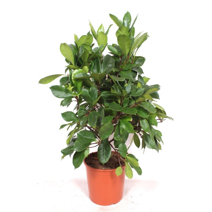 Ficus Cyathistipula