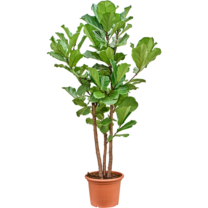 Ficus Lyrata grote kantoorplant