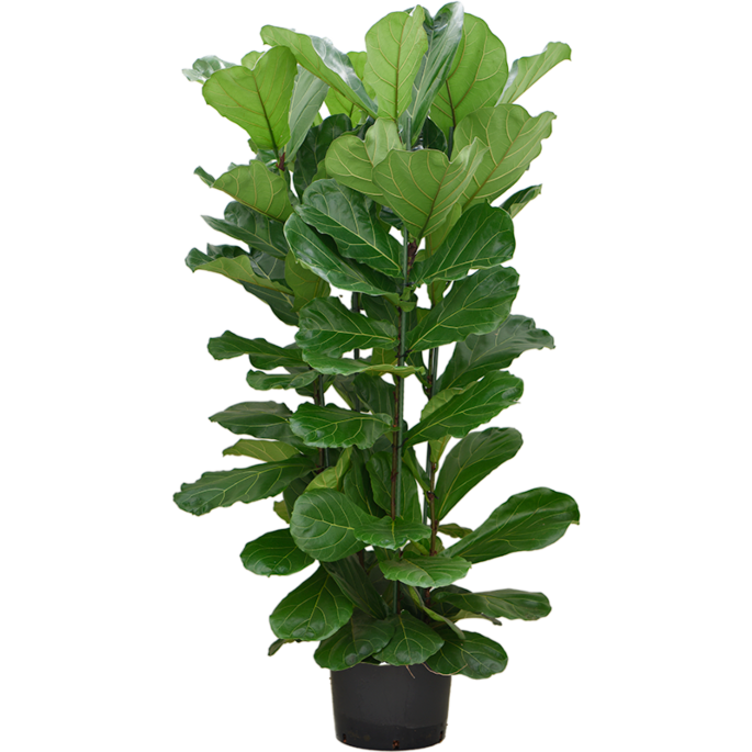 Ficus Lyrata grote plant kantoortuin