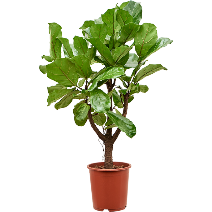 Ficus Lyrata zonnige kantoorplant