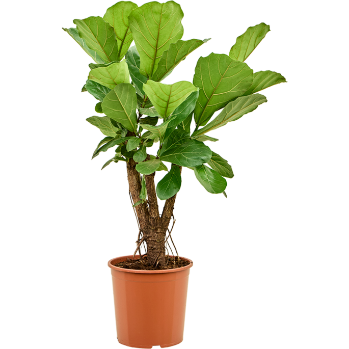 Ficus Lyrata vertakte tabaksplant