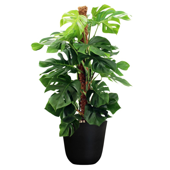 goedkope kantoorplant met pot