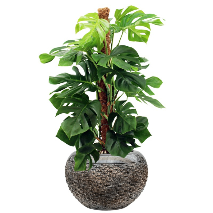 kantoorplant met luxe pot
