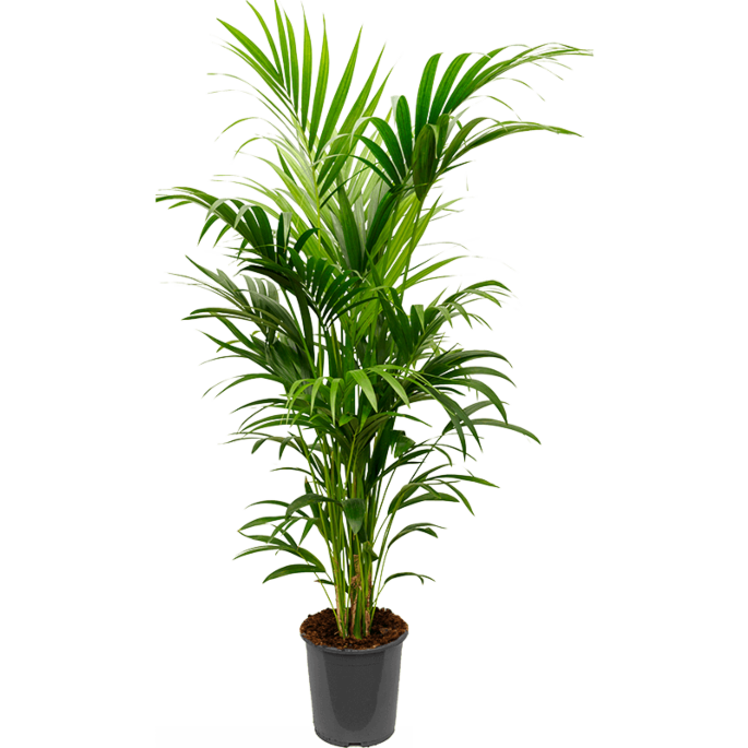 Groene Kentia palm kantoor 