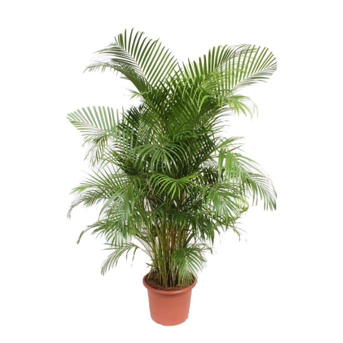 Grote areca palm