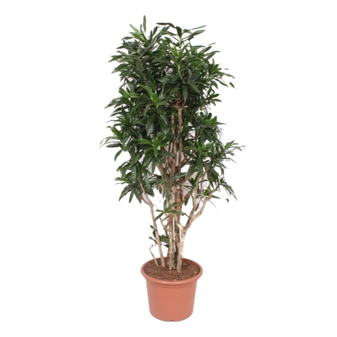 grote dracaena reflexa