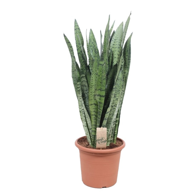 Grote sansevieria kantoorplant