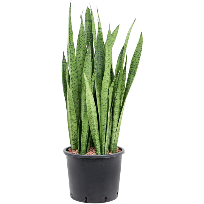 Grote Sansevieria Zeylanica makkelijk te onderhouden