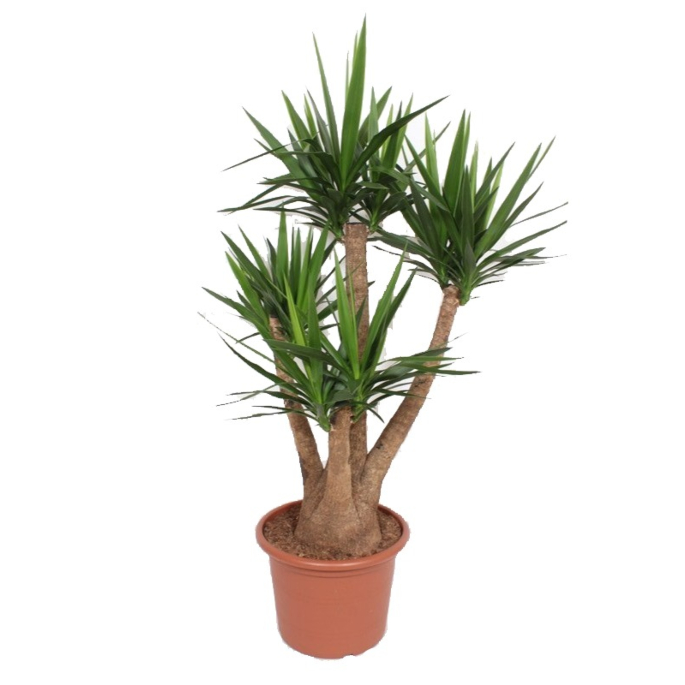grote yucca voor op kantoor