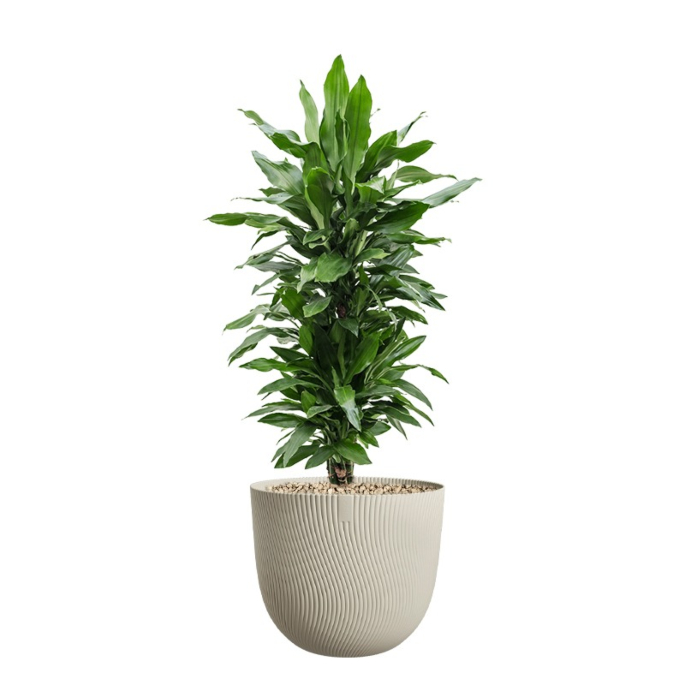 makkelijke plant voor kantoor in beige pot