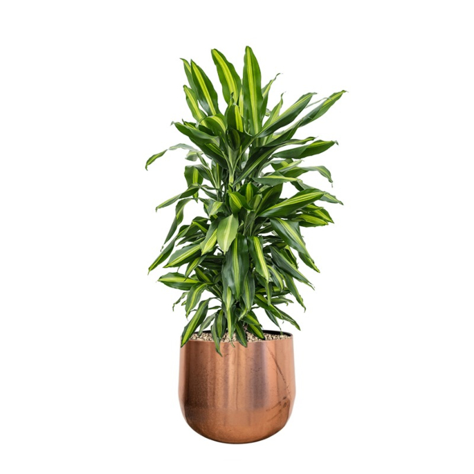 dracaena in pot 