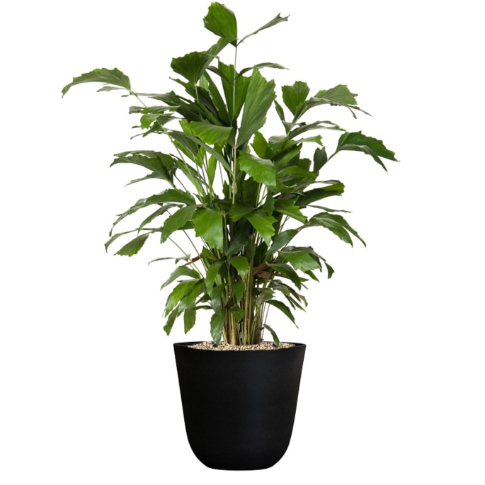 goedkope kantoor palm