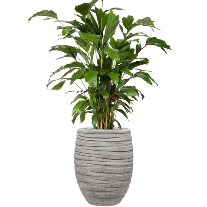 palm in hoge bloempot