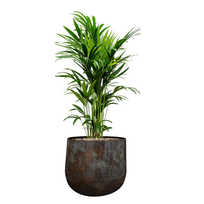 kentia palmen voor kantoor in pot
