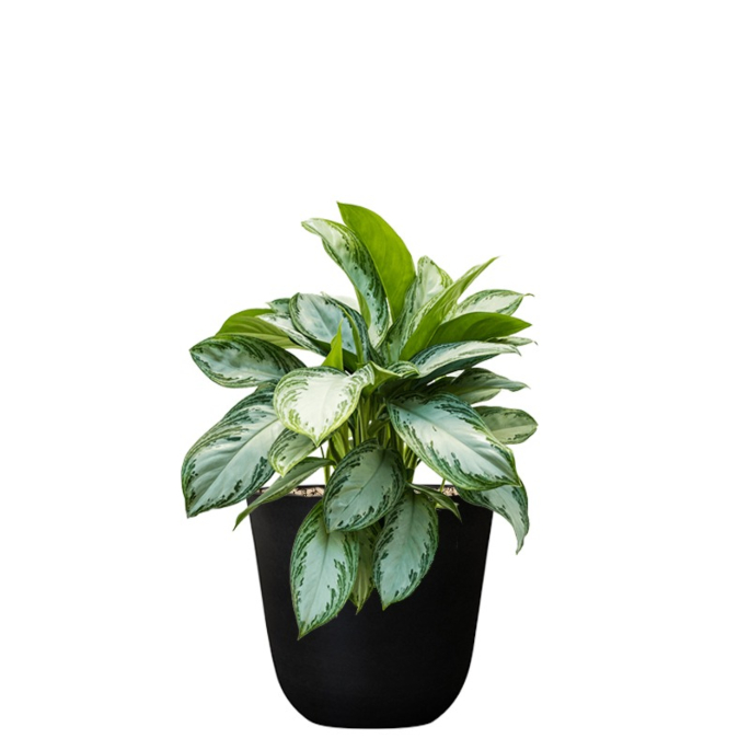 zwarte bloempot met plant voor kantoor