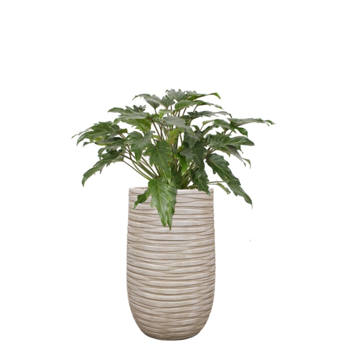 kantoorplant philodendron in beige pot