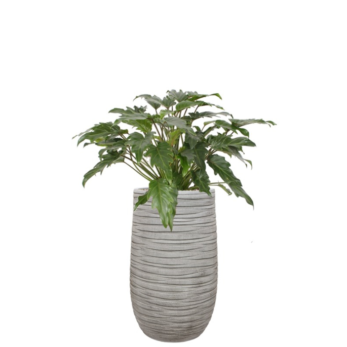 kantoorplant philodendron in grijze pot