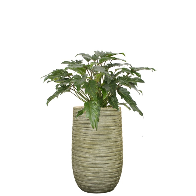 kantoorplant philodendron in groene pot