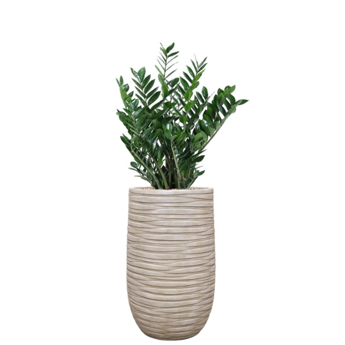 kantoorplant zamio in beige plantenbak