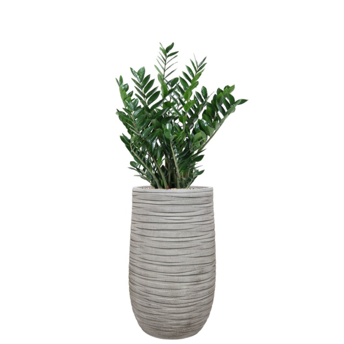kantoorplant zamio in grijze plantenbak