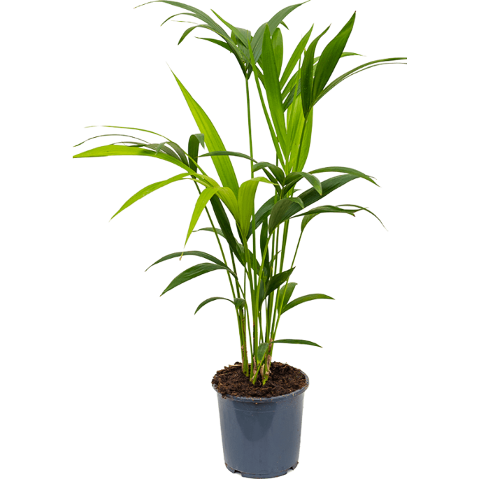 Kentia groene kantoorpalm