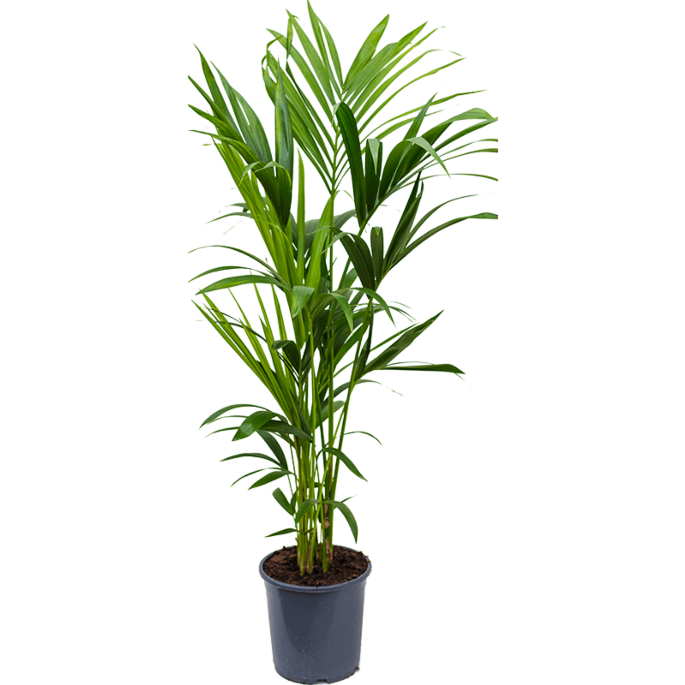 Kentia groene palm 