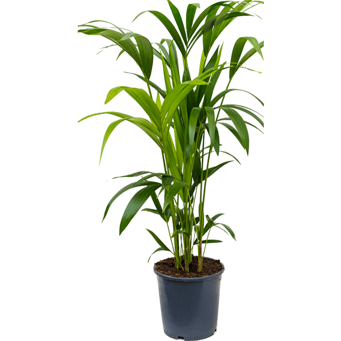 Kentia Howea forsteriana