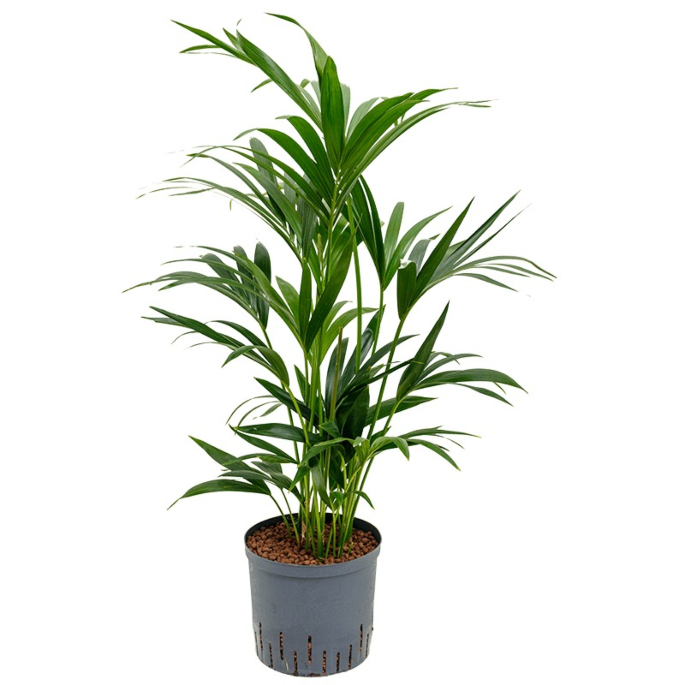kentia hydrocultuur palm