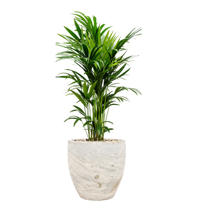 luxe kantoorpalmen in pot
