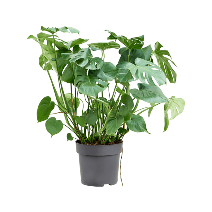 Luxe Monstera kantoorplant