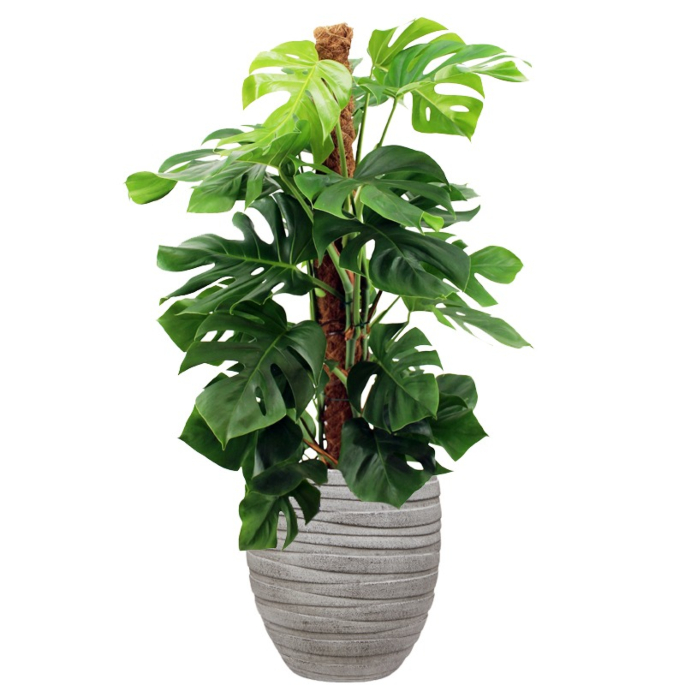 kantoorplant met hoge pot