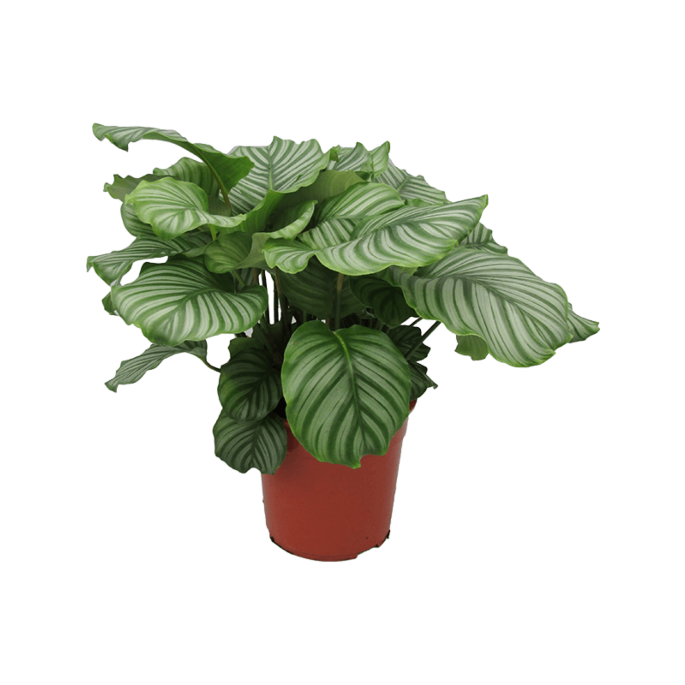 Mooie Calathea orbifolia 