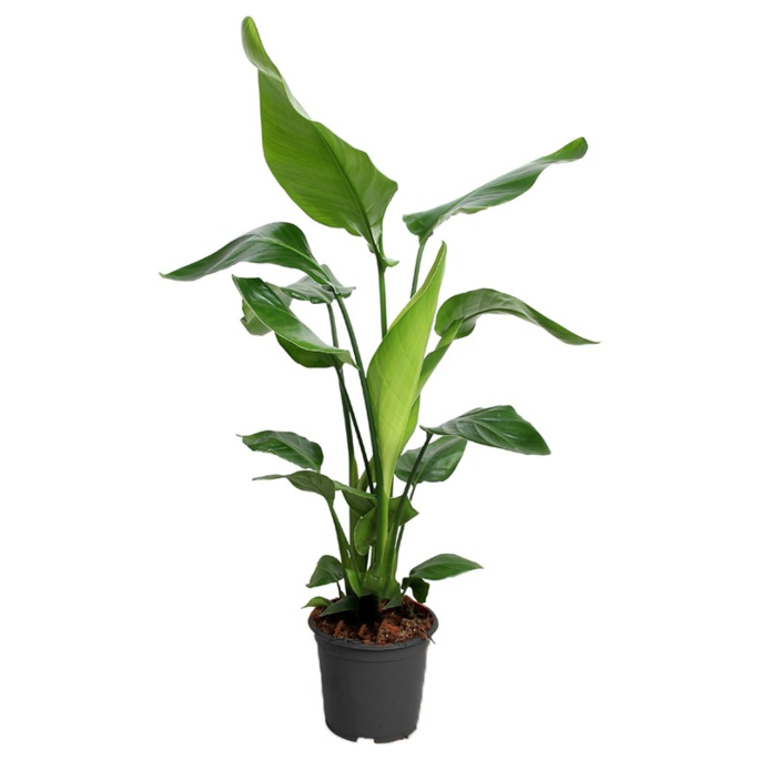 Strelitzia nicolai kantoorplant