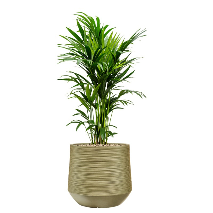kentia kantoorplant in pot