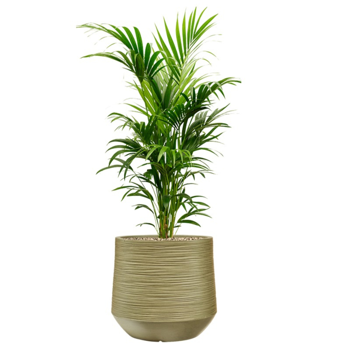 kentia in groene bloempot