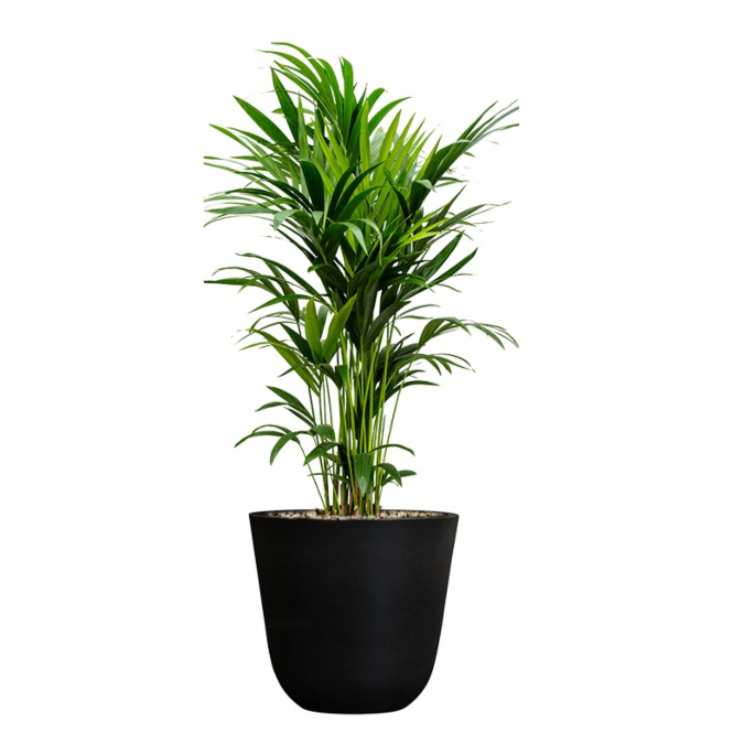 palmen voor kantoor in pot