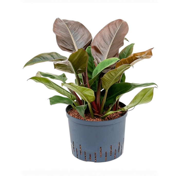 philodendron hydrocultuur