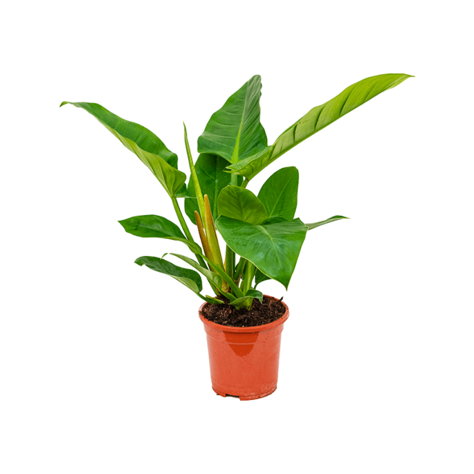 Philodendron Imperial Green groene kamerplant 