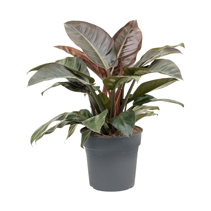 Philodendron Imperial Red rode kantoorplant