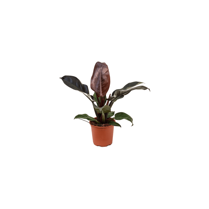 Philodendron Imperial Red sterke kantoorplant