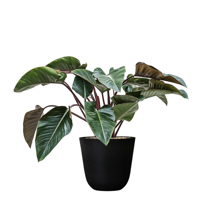 kantoorplant top 10 in pot