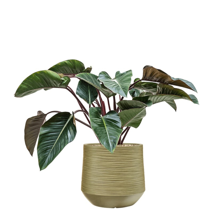 mooie kantoorplant