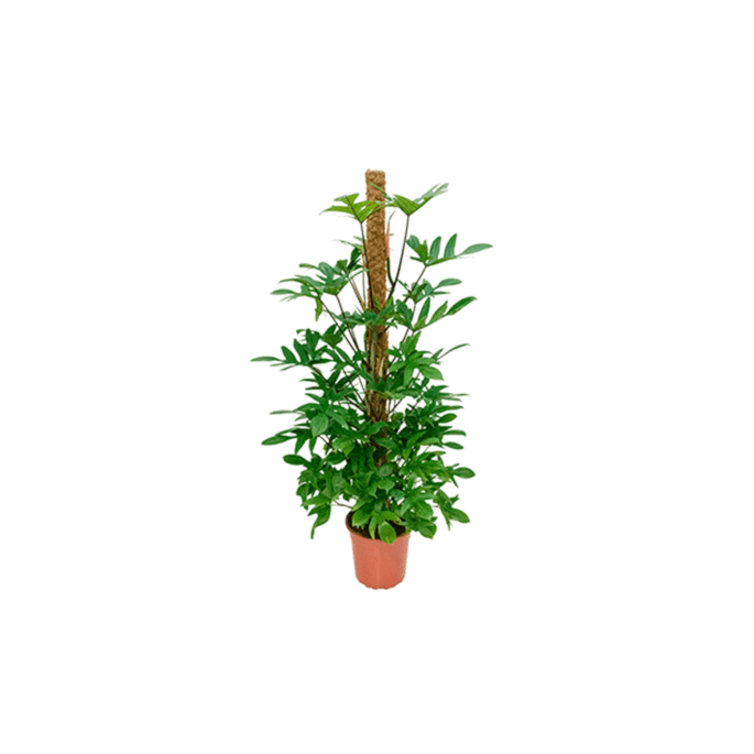 Philodendron Pedatum met speels blad