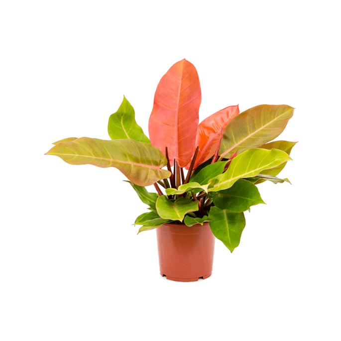Philodendron Prince of Orange kleurrijke plant